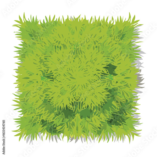 Top View of a Square Patch of Grass