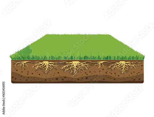 Cross Section of a Lawn with Deep Roots