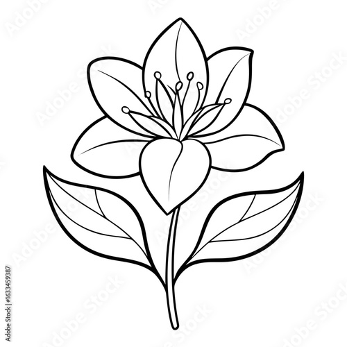 mazus pumilus flower line art vector  illustration  isolated on-white-background