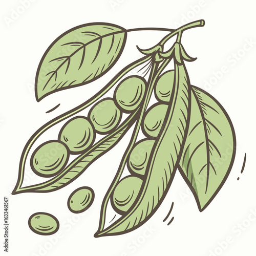 Green edamame beans in opened pods with leaves food