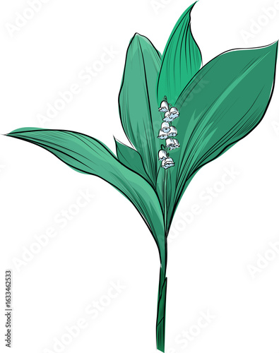 Hand drawn detailed lily of the valley flowe