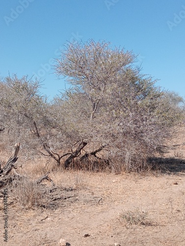 thorn tree in the winter