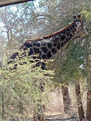 Canvas Print giraffe in the woods
