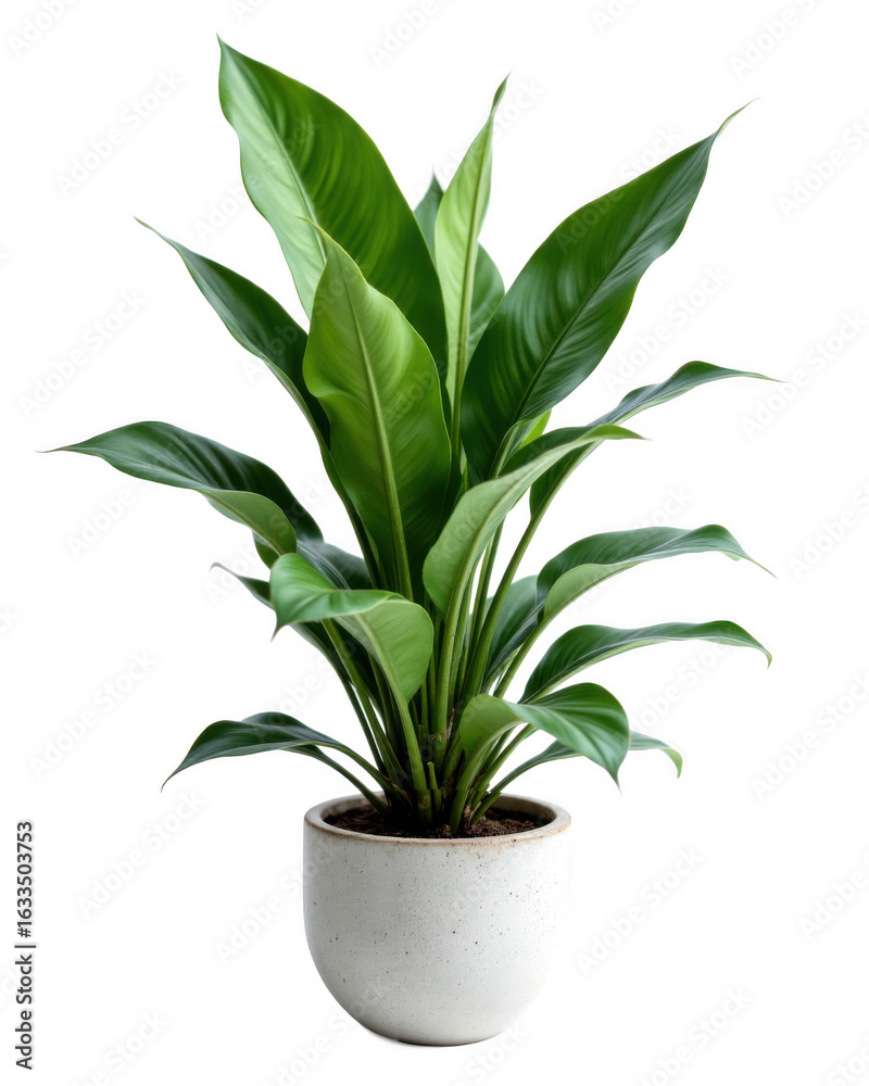 Fototapeta premium Lush Green Houseplant in Speckled White Pot Against Transparent Background