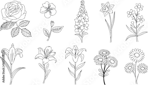 Floral Line Art Collection Rose, Lily, Daisy, Daffodil, and More Flower Outlines