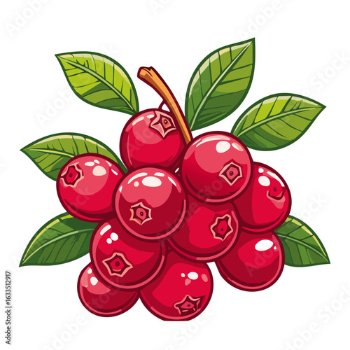 Cranberry with leaves vector color illustration. Red berry arrangement on isolated background for packaging and design.	