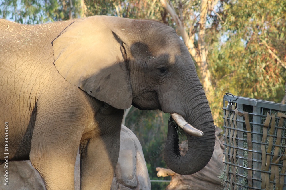 Obraz premium elephant in the zoo