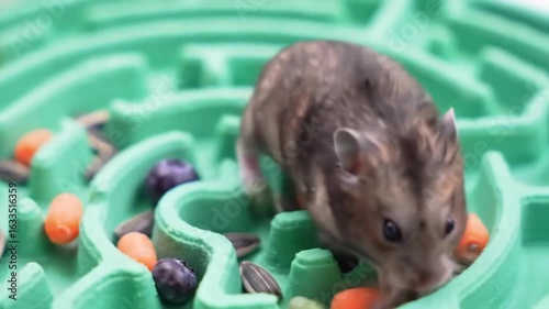 A curious hamster navigating a colorful maze filled with fruits and seeds