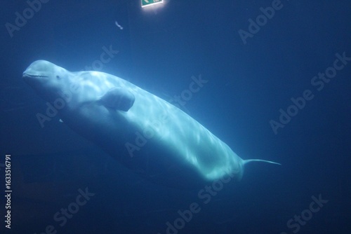 Obraz na plátně beluga whale