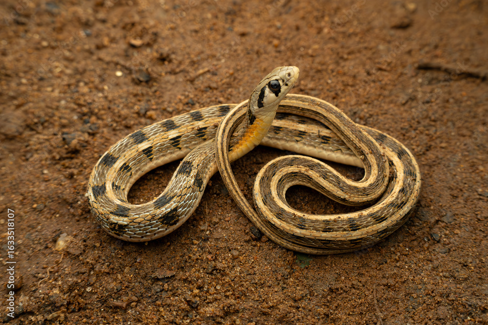 Obraz premium Buff-striped Keelback coiled up on the ground 