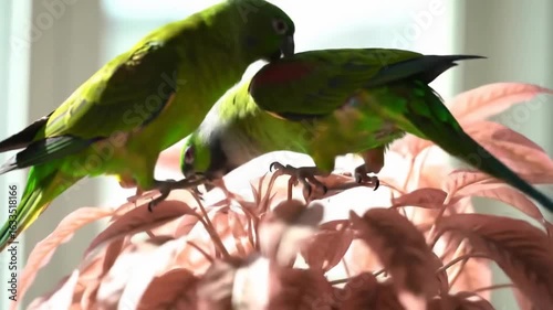 Two vibrant green parrots interacting on a plant, with soft natural light filtering through a window