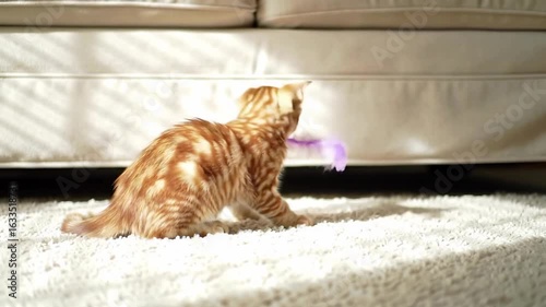 Playful kitten chasing a feather toy on a sunny living room carpet with soft shadows