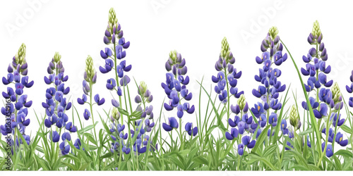 Texas Bluebonnet with Base Leaves on Transparent Background