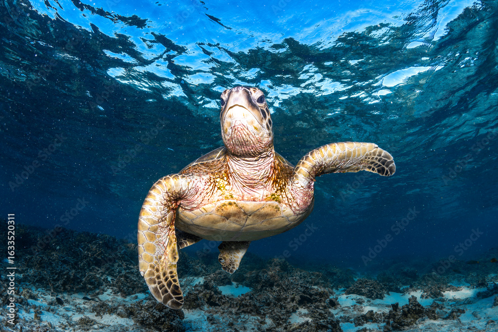 Obraz premium A green sea turtle glides peacefully over the coral reef at Lady Elliot Island, Great Barrier Reef, Australia.