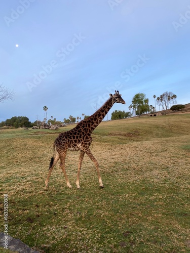 Photography giraffe in the savannah