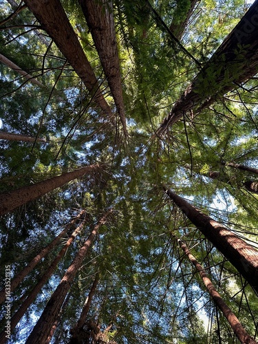 Redwood trees.
