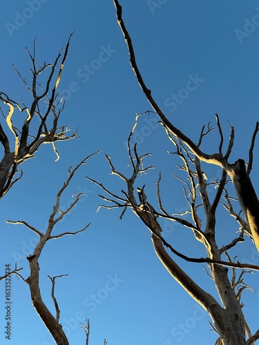Dead tree.