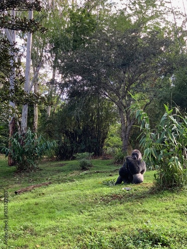 Gorilla on grassy hill.
