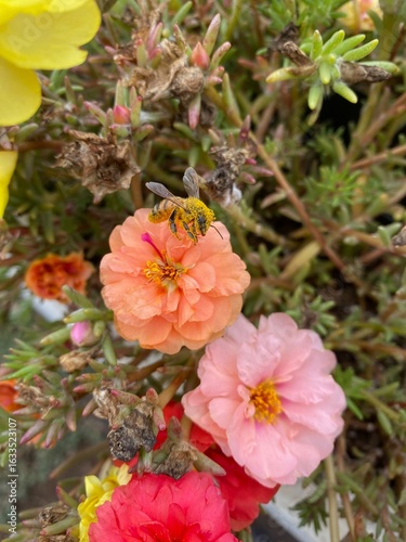 Honeybee covered in pollen with flowers.