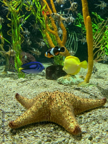 Tropical fish from Finding Nemo.