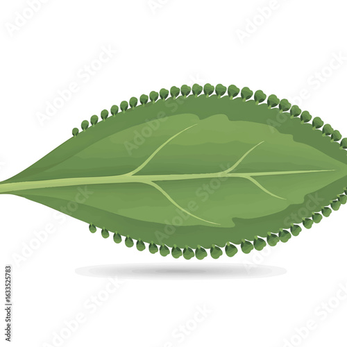 A detailed vector illustration of a green Bryophyllum leaf with plantlets, a botanical concept of viviparous plant propagation isolated on white.