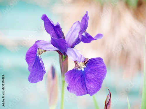 アヤメの咲く公園　A park where irises bloom