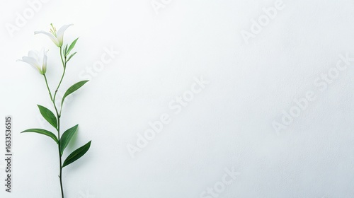 Two white lilies on light gray background