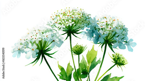 Watercolor, illustration. Queen Anne lace radiates delicate beauty