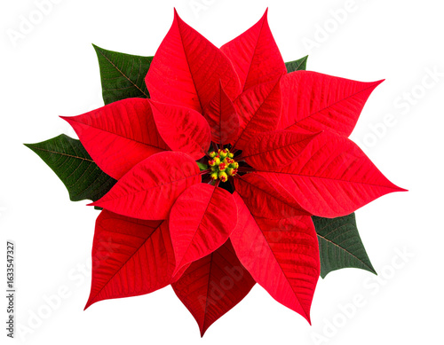 Top-Down View of a Classic Red Poinsettia Bloom with Green Leaves, Isolated