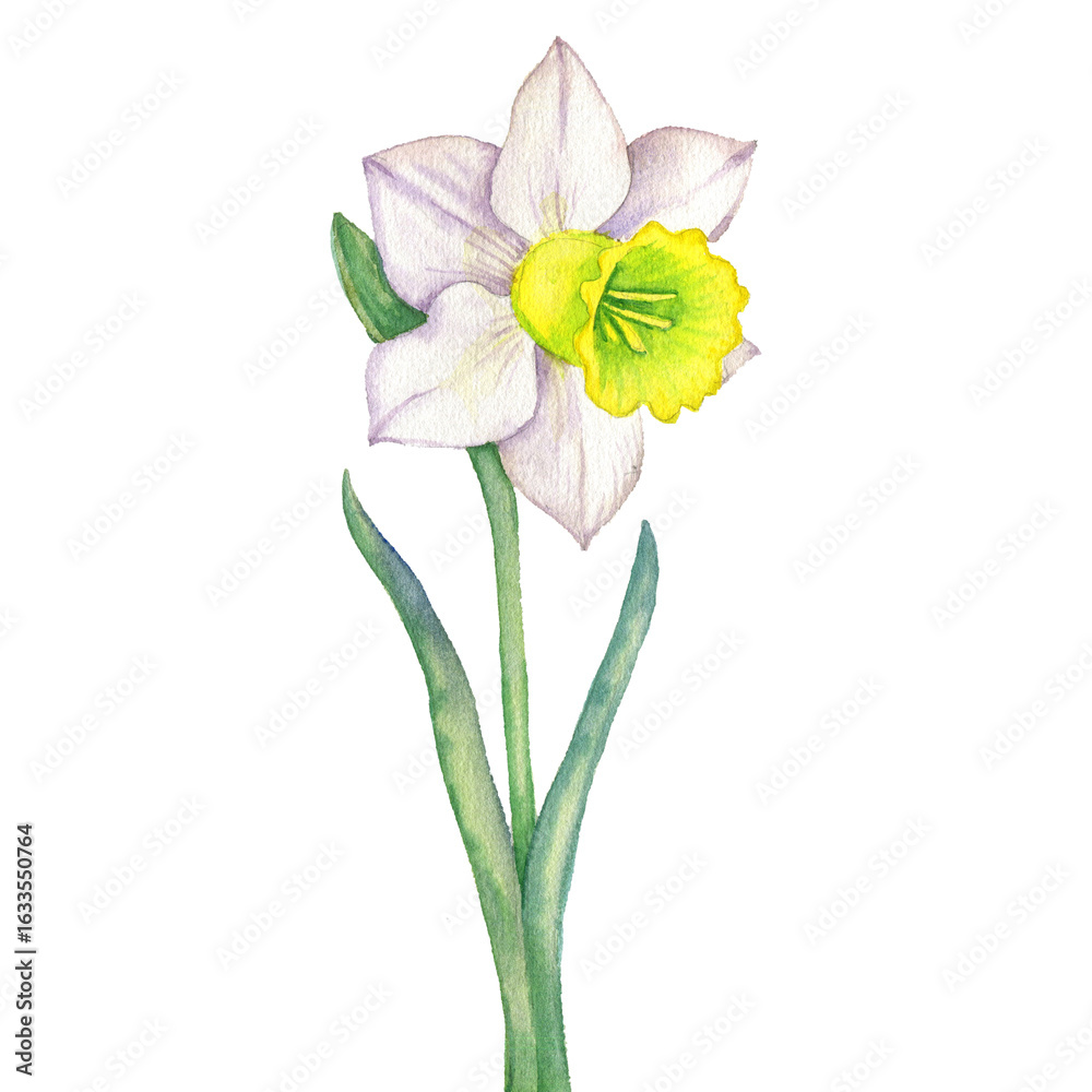 Fototapeta premium watercolor drawing flower of narcissus isolated at white background, floral element, hand drawn botanical illustration