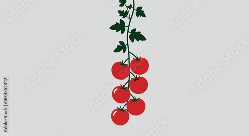 Tomato vine illustration