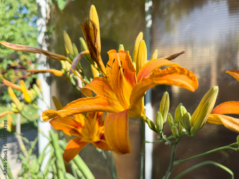 Obraz premium A single orange flower with a yellow center. The flower is surrounded by green leaves. The flower is in the foreground of the image