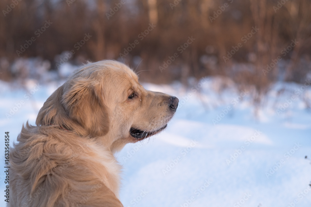 Fototapeta premium Golden retriever dog face close up, snow background