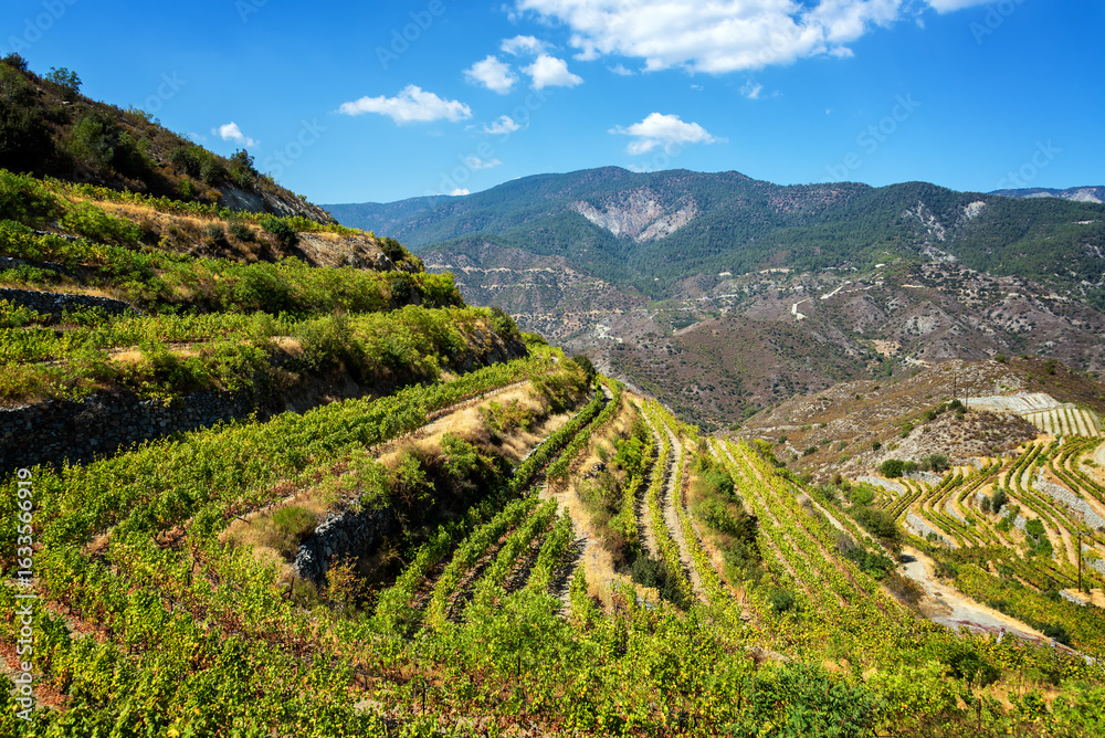 Fototapeta premium Vineyard in Troodos Mountains producing Commandaria wine in Cyprus