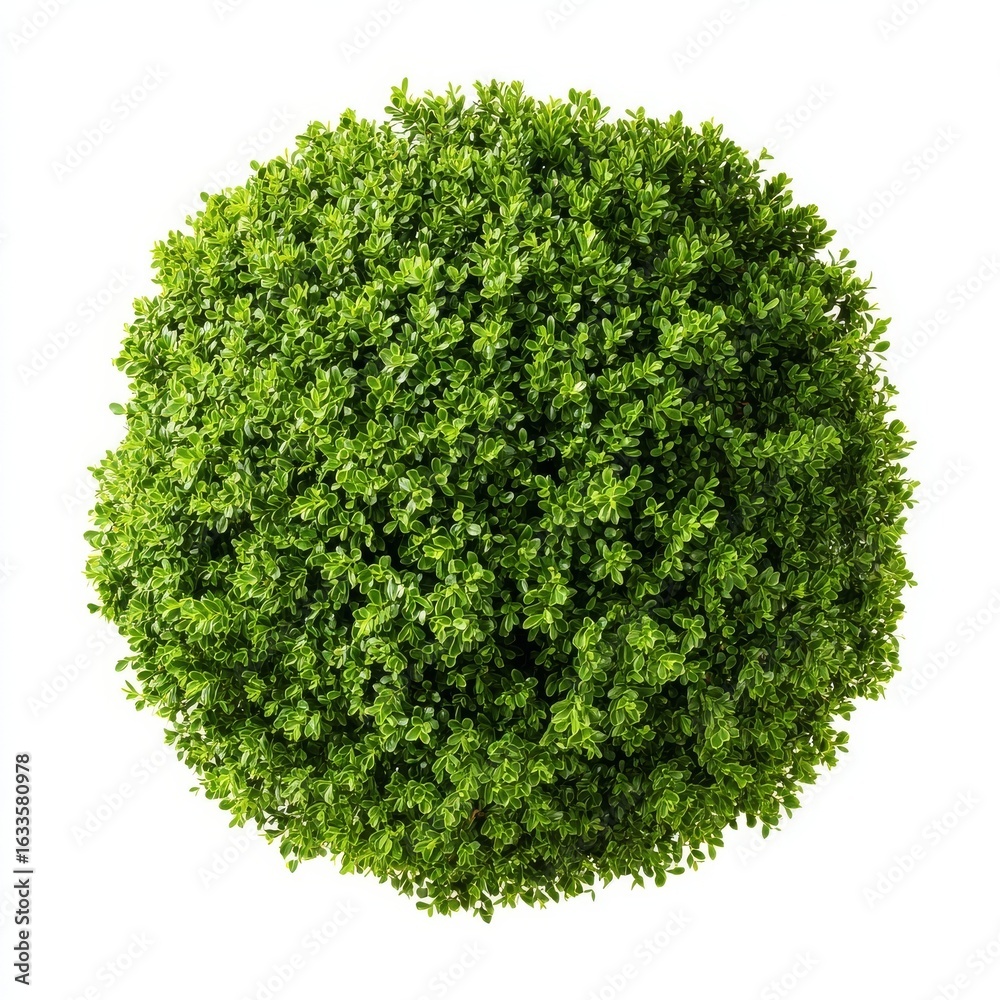 Fototapeta premium A lush green shrub viewed from above, perfect for adding a touch of nature to any project