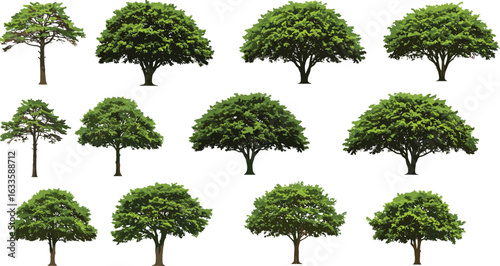 Collection of green leafy trees with diverse shapes and sizes, natural tree illustrations, summer forest foliage, botanical tree designs on white background