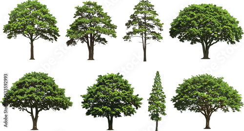 Variety of green leafy trees, tall and short trees, natural foliage collection, summer forest plants, botanical vector illustrations