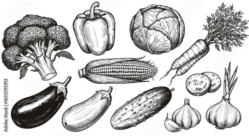 Vintage ink sketch collection of vegetables, black and white vector illustration, engraving or woodcut style.

