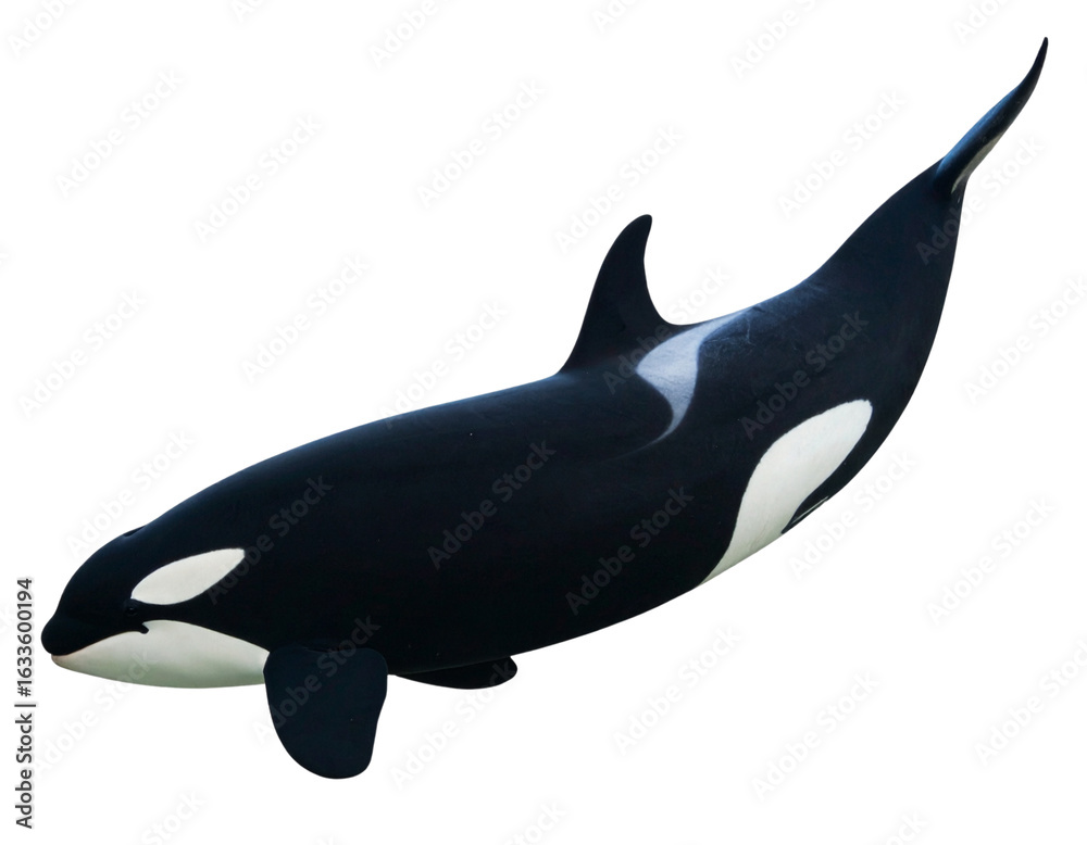 Obraz premium Side Profile of Swimming Orca with Distinct Black and White Markings, Isolated on Transparent Background