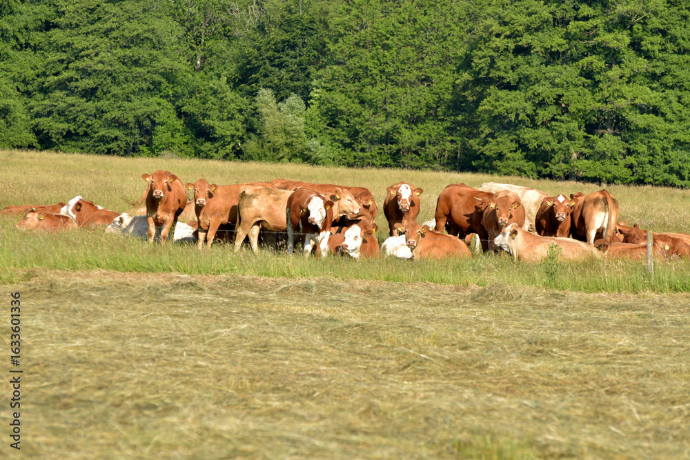 Naklejka premium Weiderinder im Sommer