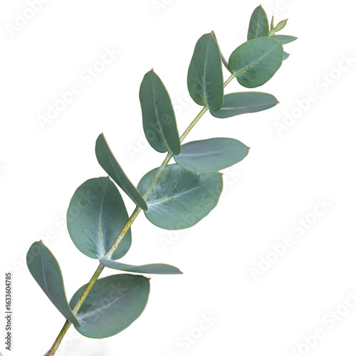 branch with green leaves isolated on transparent background