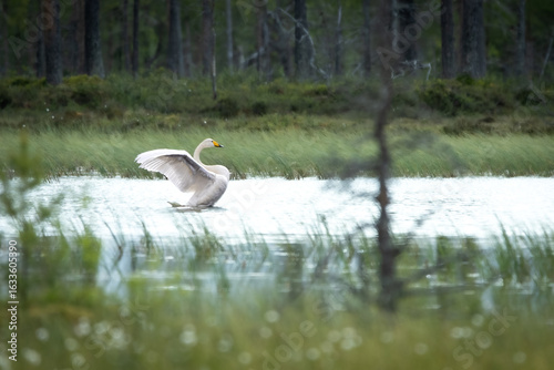 Fototapeta Naklejka Na Ścianę i Meble -  Whooper swan (Cygnus cygnus) spreading its wings on a small lake in Sweden – dynamic posture in calm Nordic landscape.