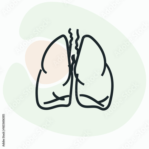 Human Lungs and Bronchi