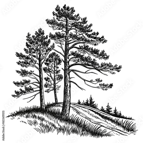 Hand-Drawn Pine Trees on Hill – Black and White Forest Ink Illustration