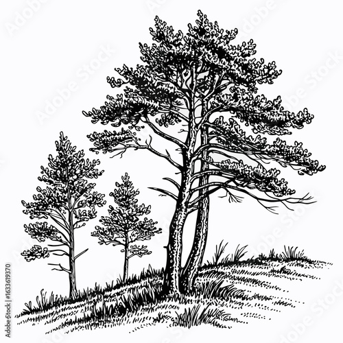 Hand-Drawn Pine Trees on Hill – Black and White Forest Ink Illustration
