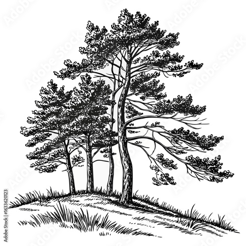 Hand-Drawn Pine Trees on Hill – Black and White Forest Ink Illustration