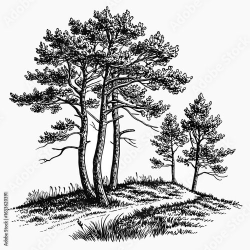 Hand-Drawn Pine Trees on Hill – Black and White Forest Ink Illustration