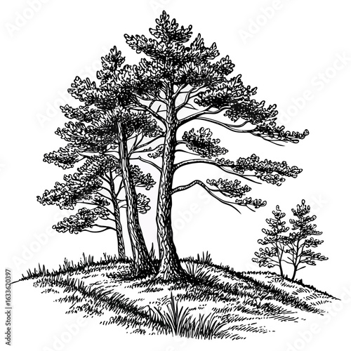 Hand-Drawn Pine Trees on Hill – Black and White Forest Ink Illustration