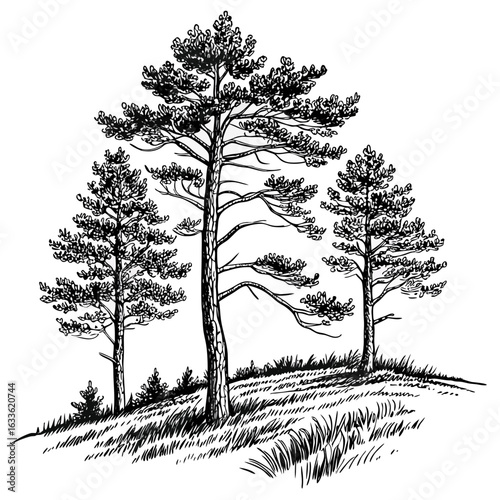 Hand-Drawn Pine Trees on Hill – Black and White Forest Ink Illustration