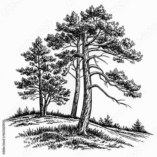 Hand-Drawn Pine Trees on Hill – Black and White Forest Ink Illustration